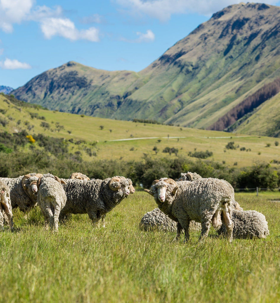 Wool Vs. Cotton